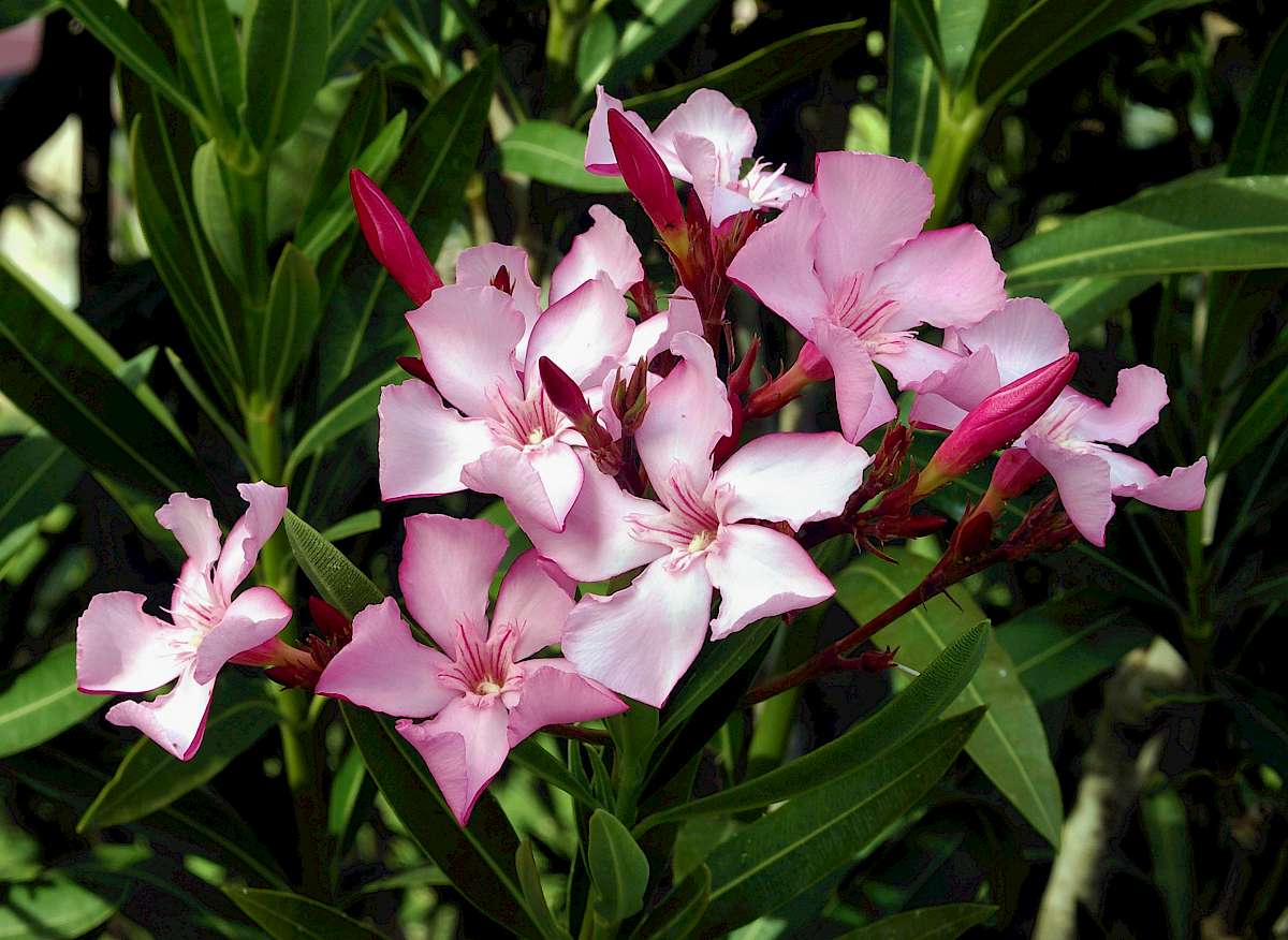 https://de.wikipedia.org/wiki/Oleander#/media/Datei:Nerium_oleander_flowers_leaves.jpg