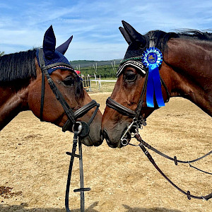Der Juli beginnt heiß: Goldregen - hot hot hot wird’s auch im Parcours & Viereck!