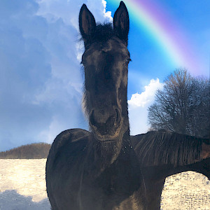 Letzte "Matz ab! zur Regenbogenbrücke" für Pferdesportkameramann Franz Xavier Königl